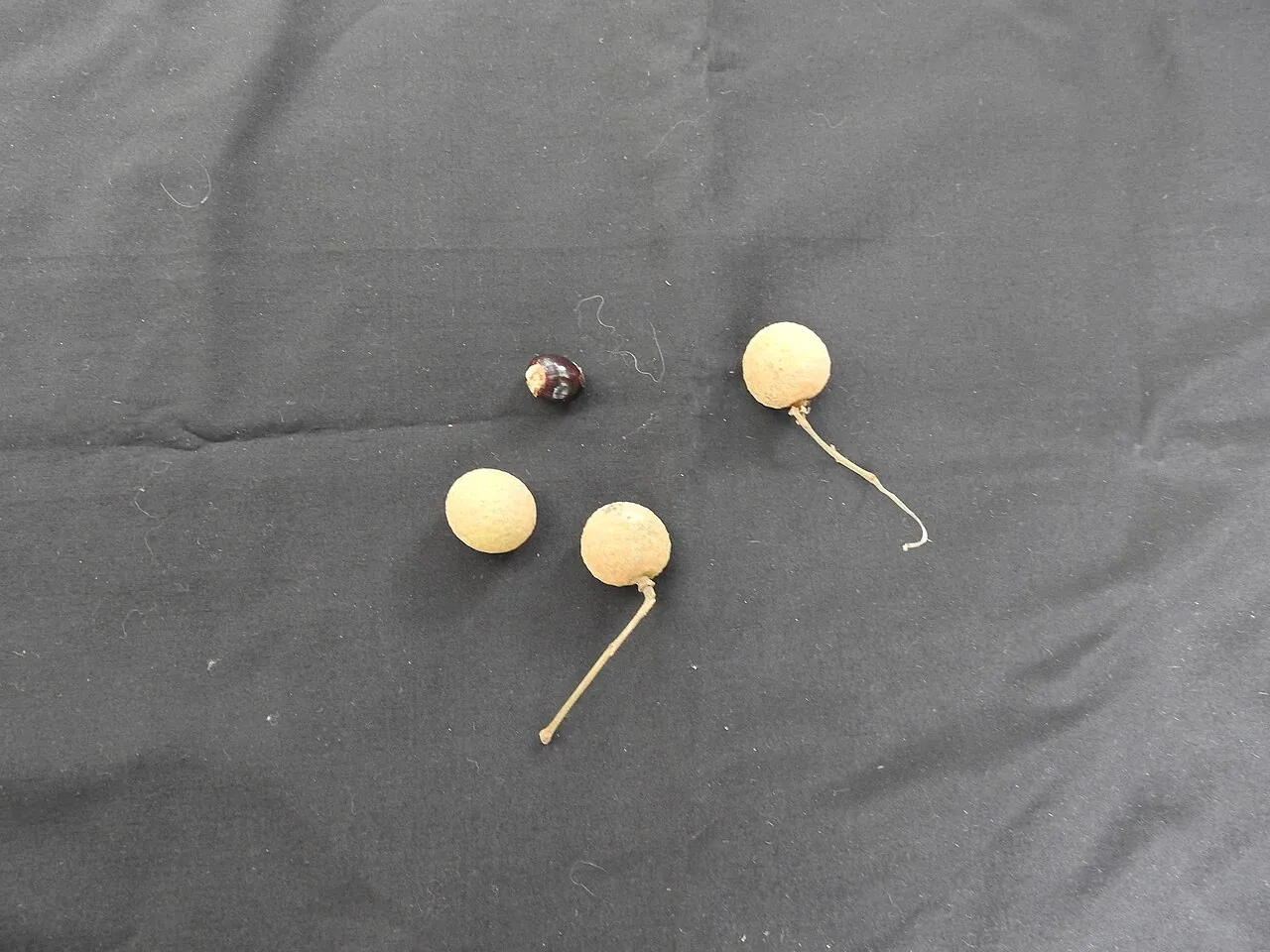 Longan — Peeled longans showing the clear white fruit inside.