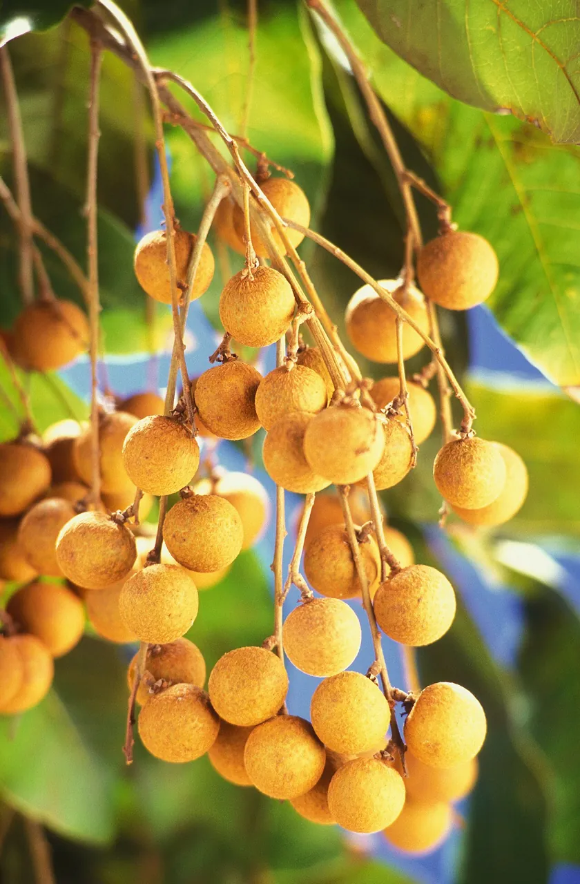 Longan — Longans hanging in a bunch on the tree.