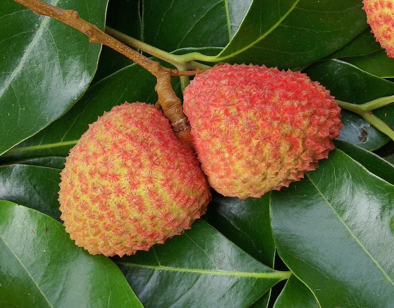 Lychee — Lychees growing in a bunch on a leafy branch.