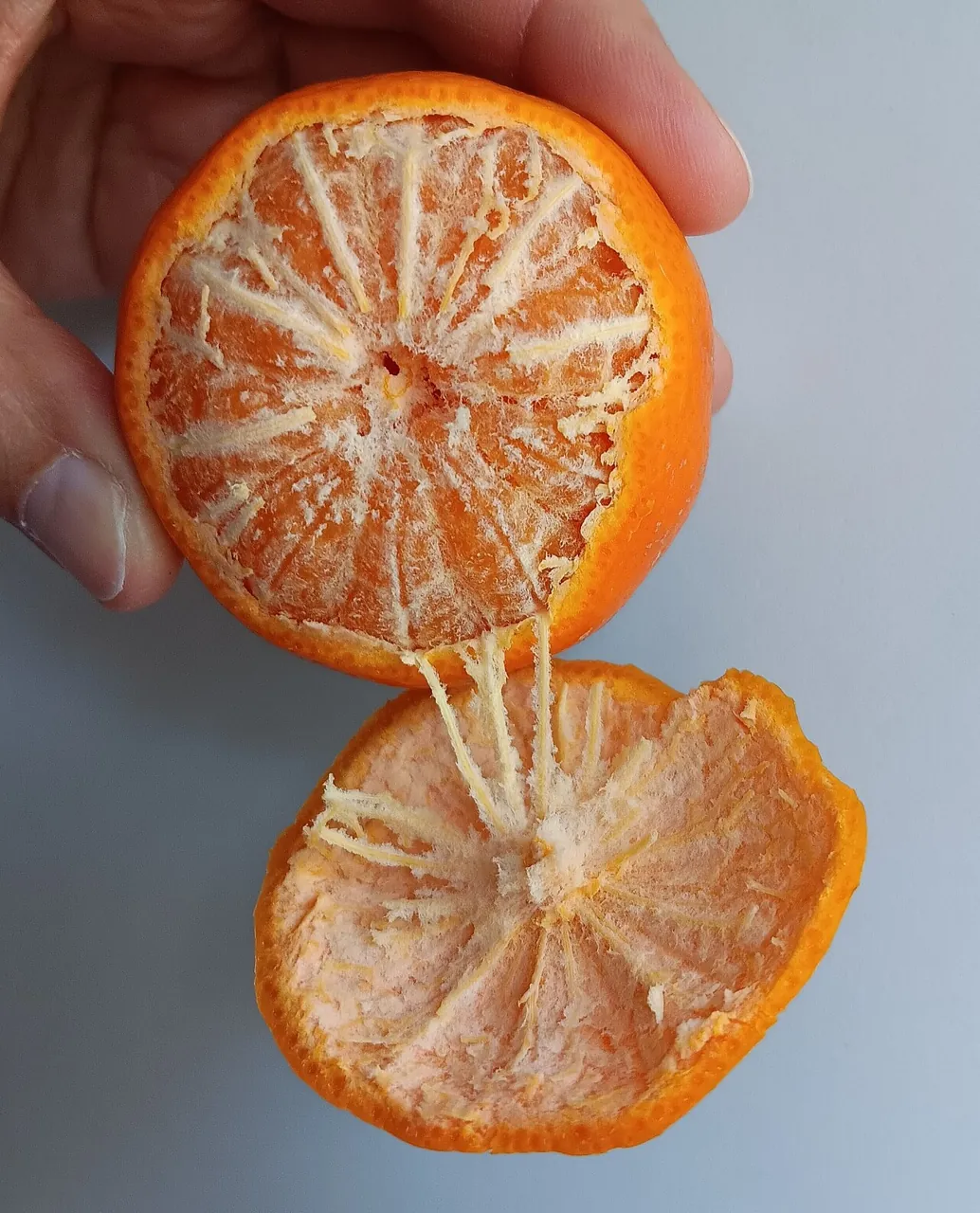 Mandarin orange — A mandarin orange peeled open in a hand.