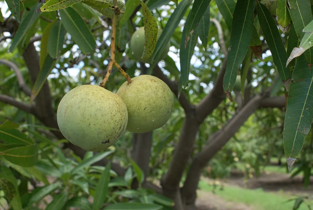 Mango — Green mangoes hanging on the tree.