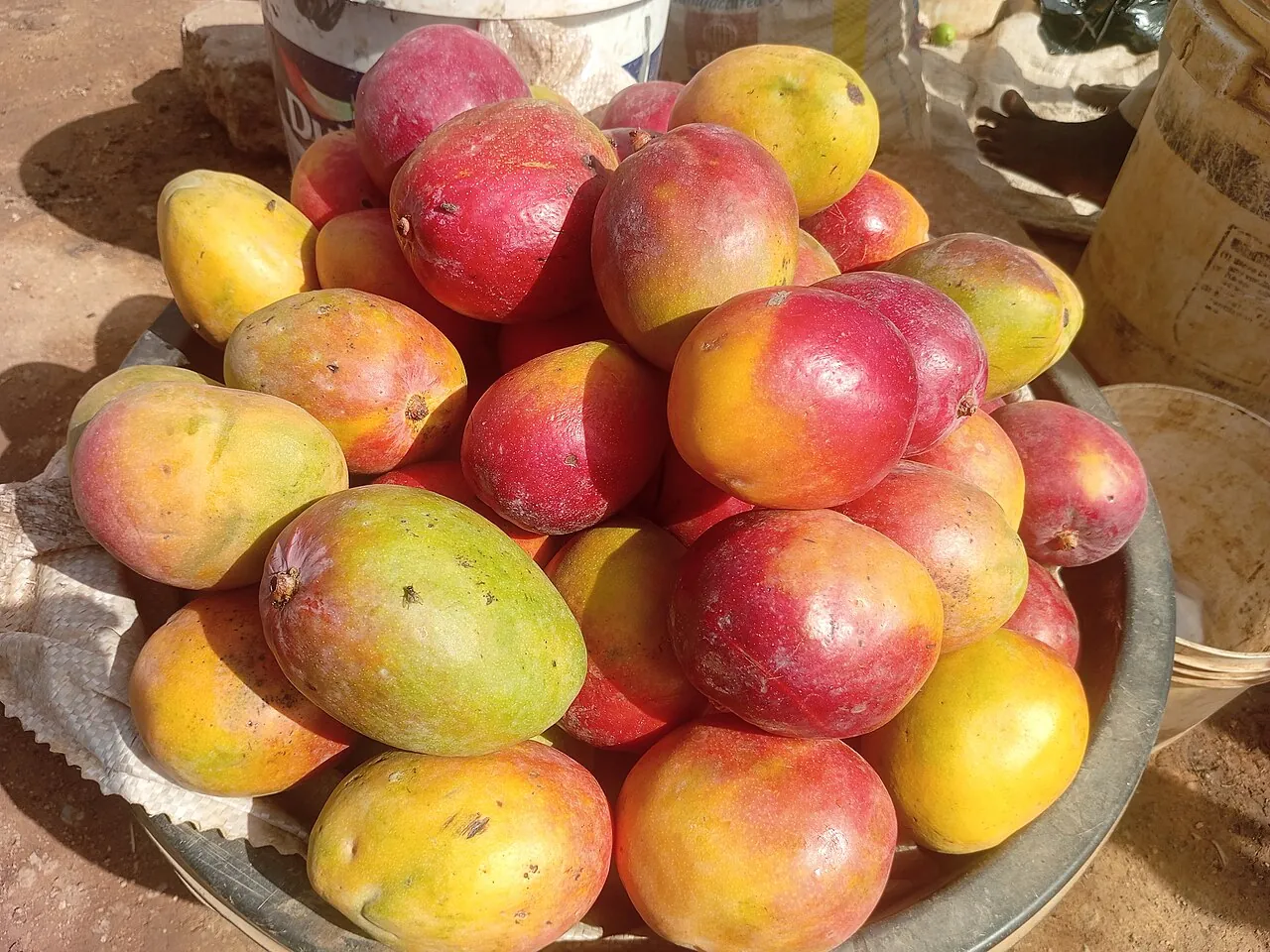Mango — A pile of red and yellow mangoes.