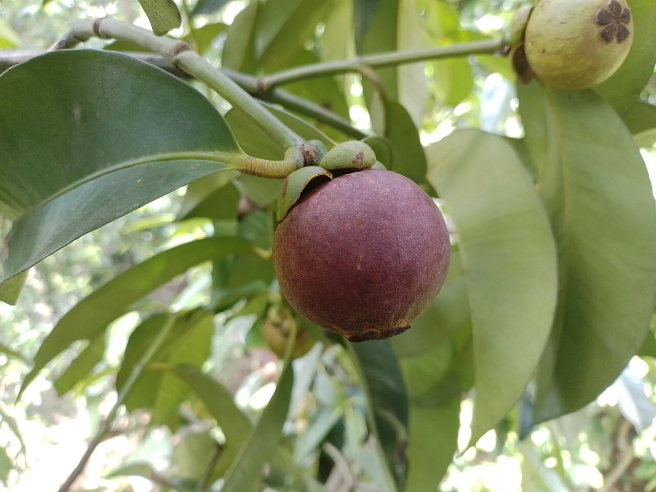 Mangosteen — A mangosteen still hanging on its branch.