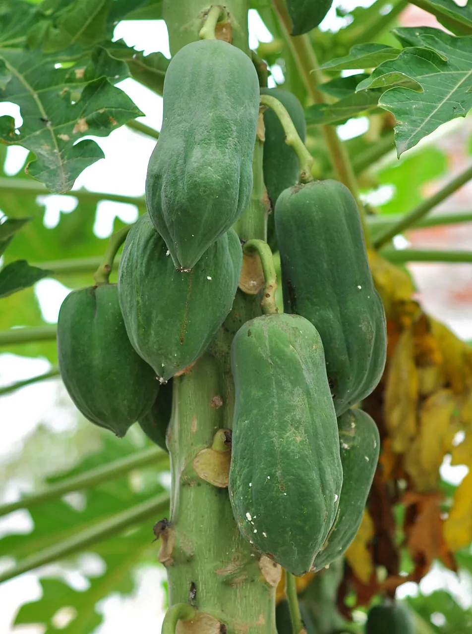 Papaya — Papayas growing close together on the trunk of the tree.