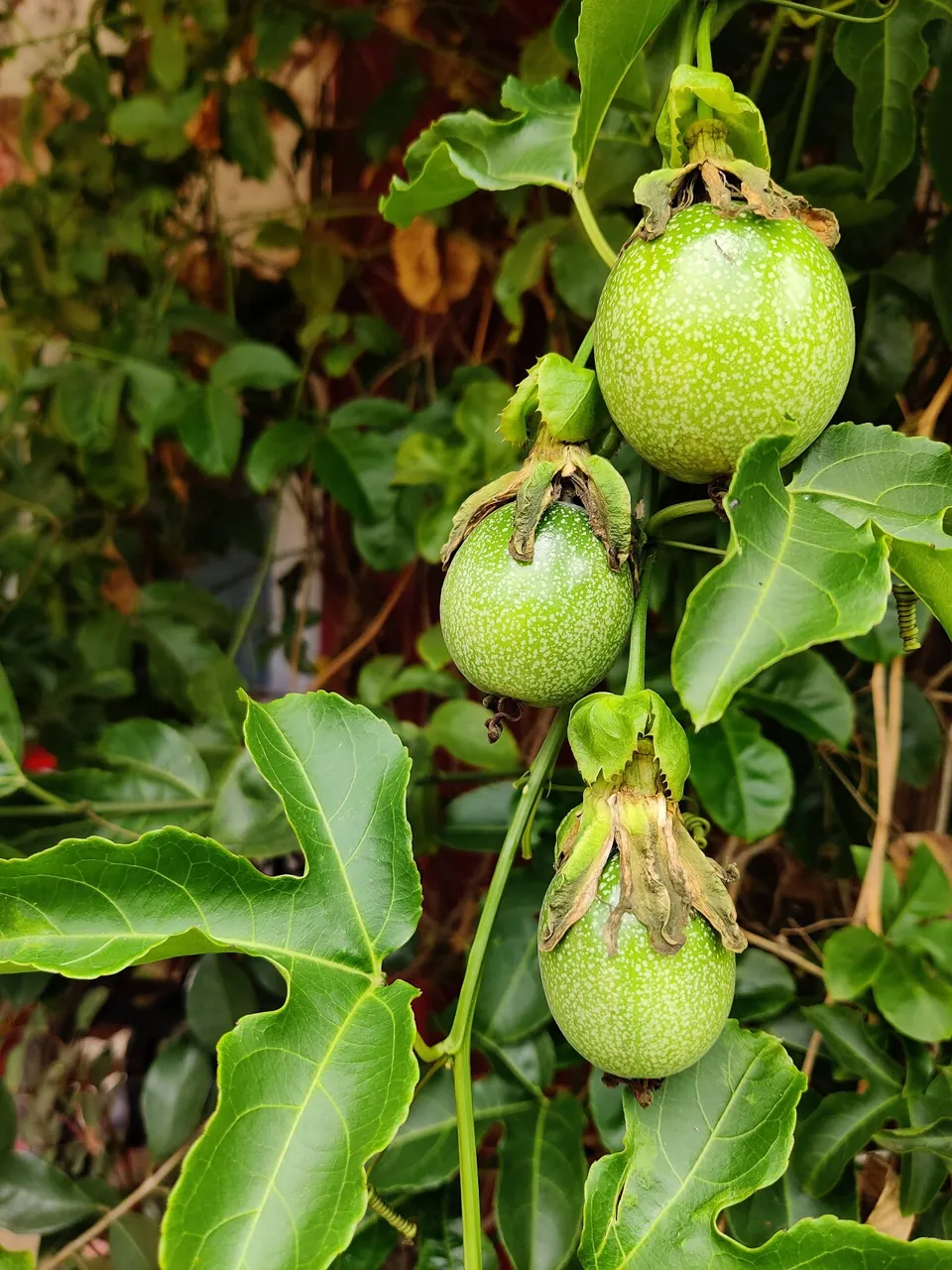 Passion fruit — Green passion fruit growing on the vine.