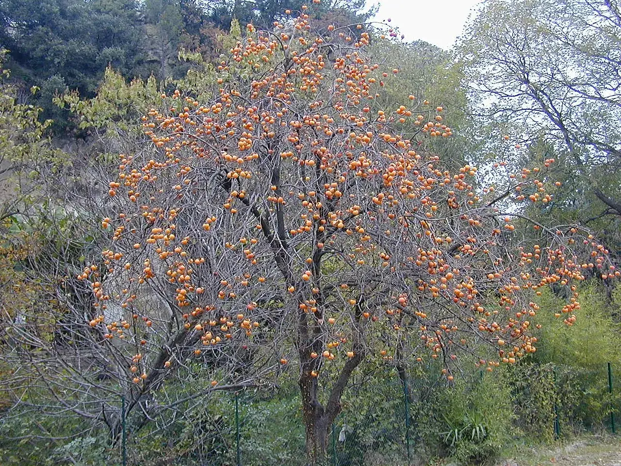 Persimmon — A persimmon tree covered in orange fruit, its leaves gone.