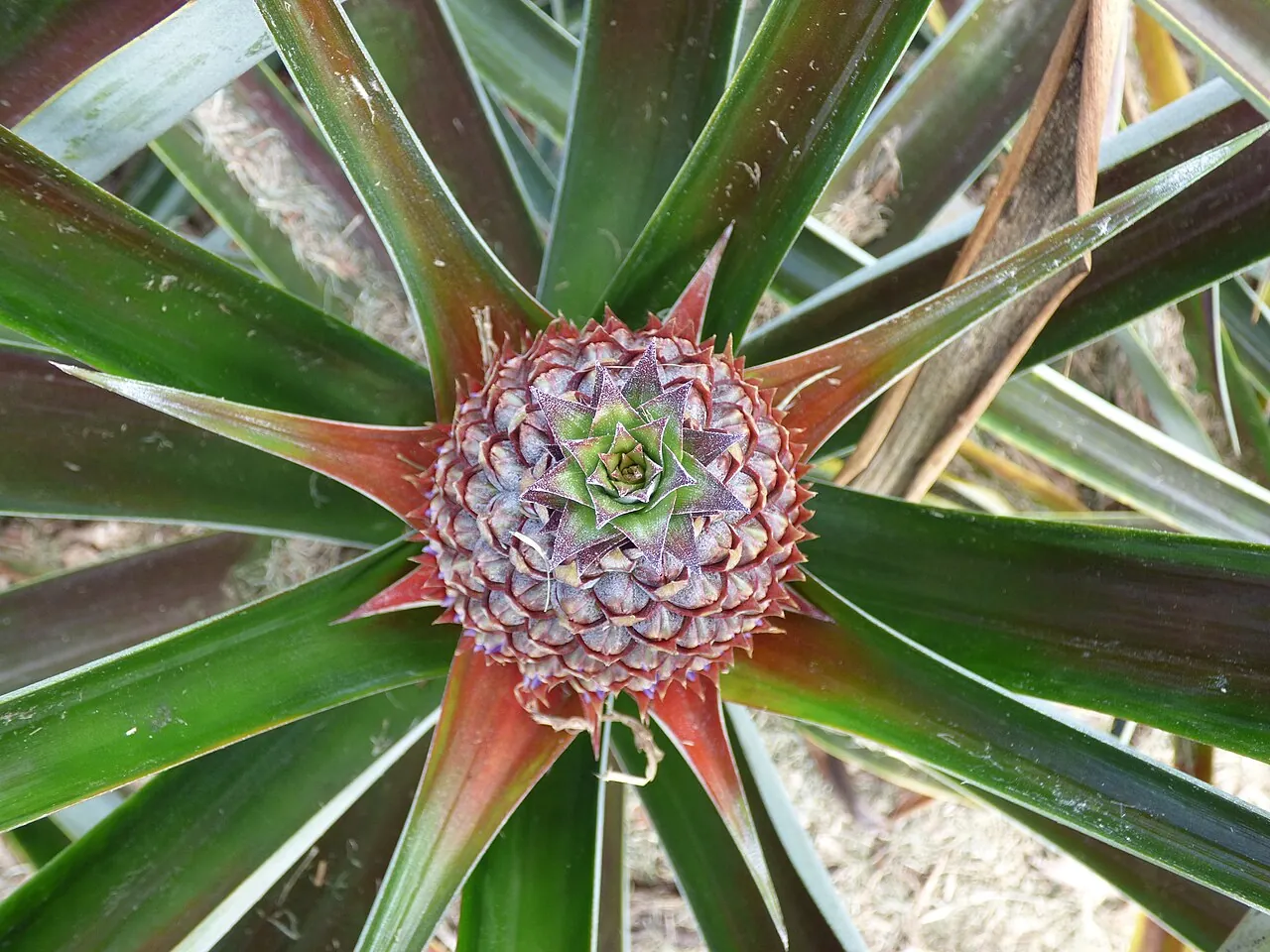 Pineapple — A pineapple growing in the middle of its spiky plant.