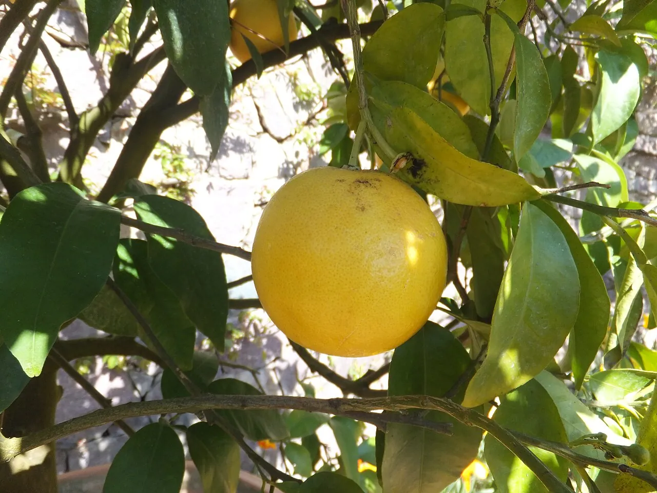 Pomelo — A pomelo hanging on the tree.