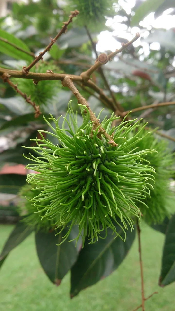 Rambutan — Rambutans growing on a branch among green leaves.