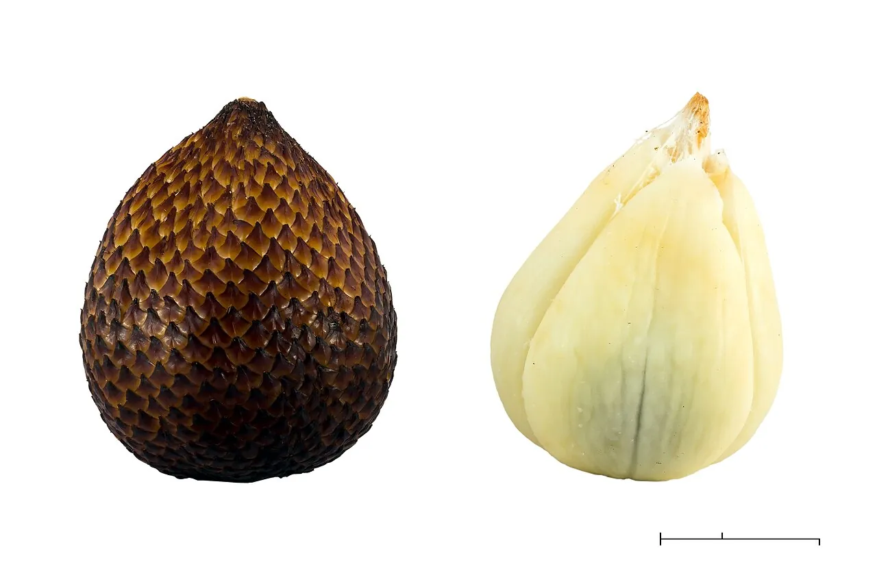 Salak — A salak peeled open, showing the pale fruit inside.