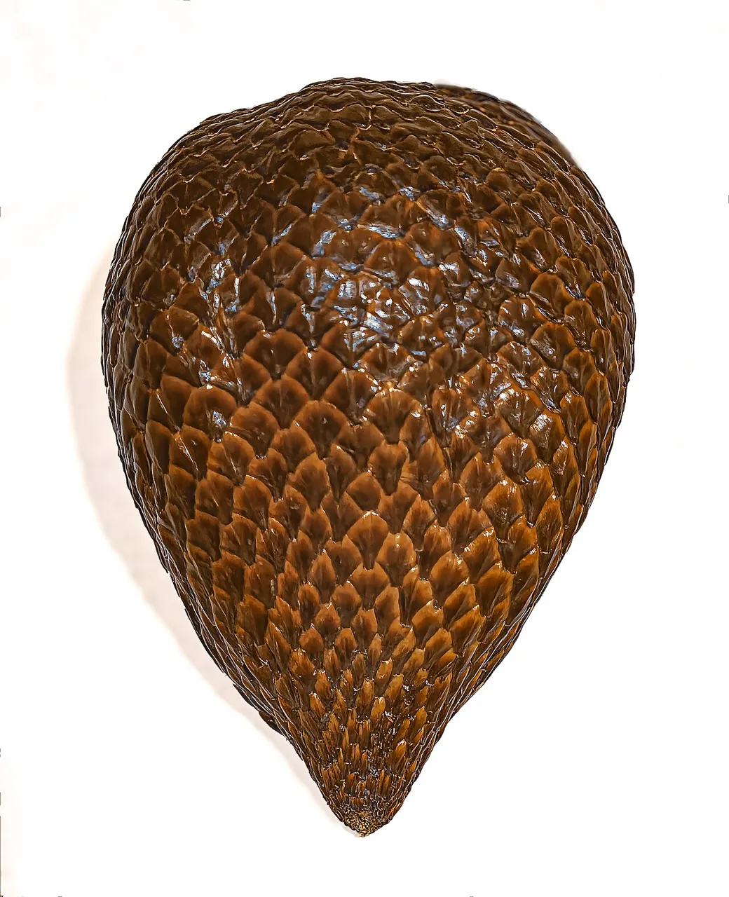 Salak — A salak with shiny brown scales all over it.