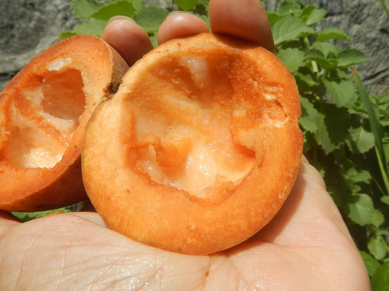 Santol — A santol opened, showing the white segments and the seeds inside.