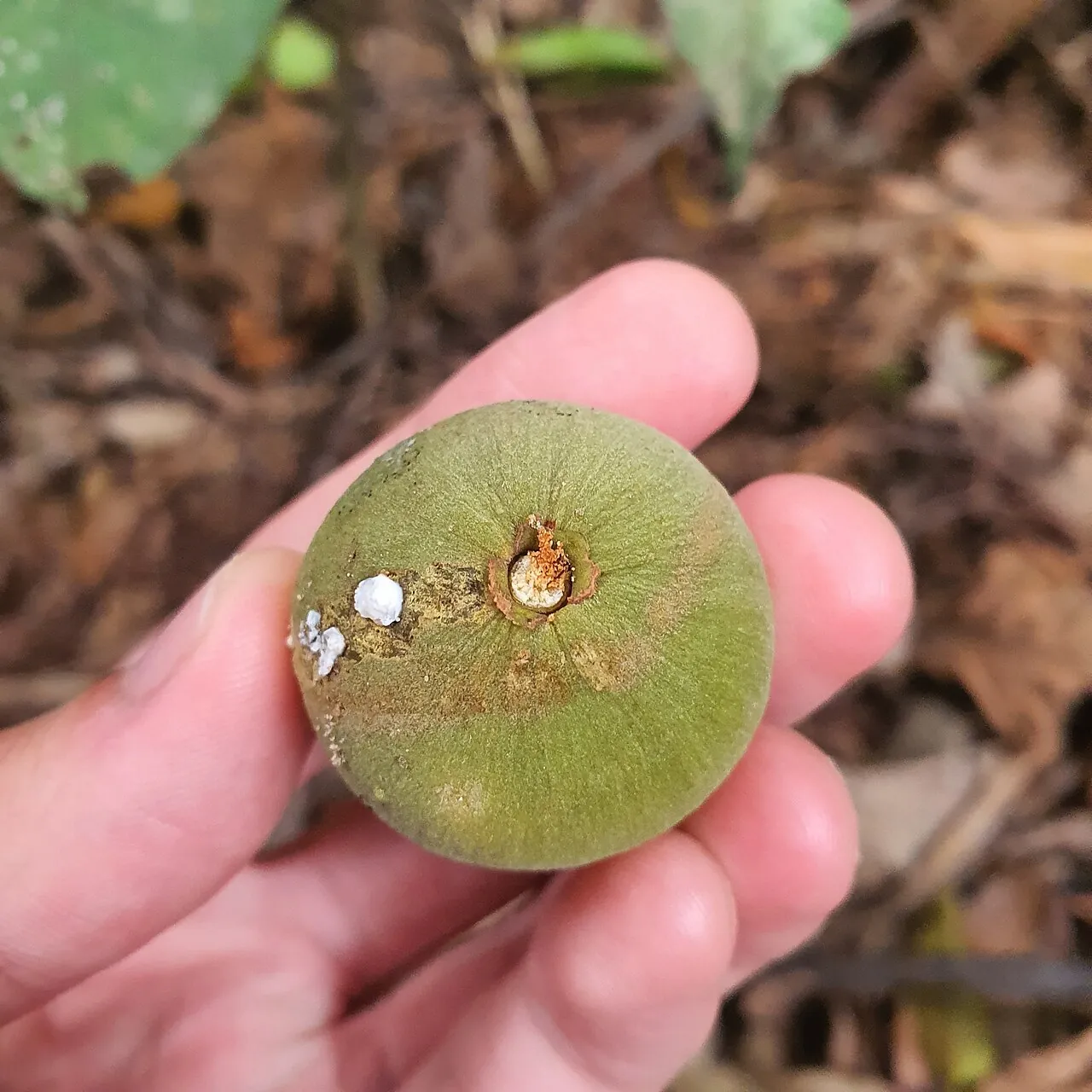 Santol — A hand holding a round green santol.