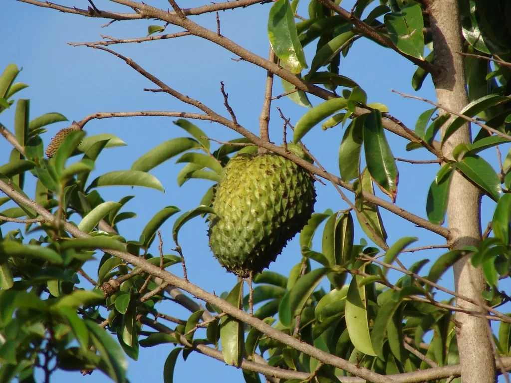 Soursop — A soursop hanging from a branch against the sky.