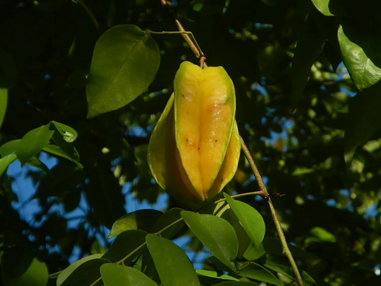 Starfruit — Starfruit growing on the tree among green leaves.