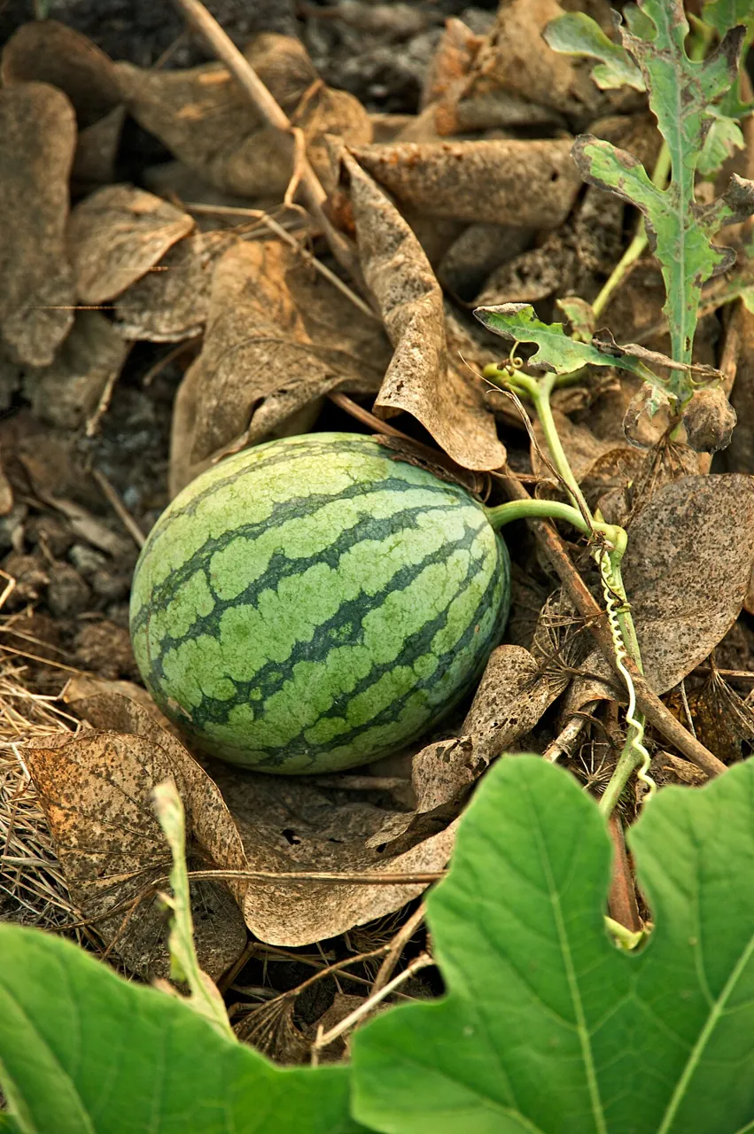 Watermelon — A striped watermelon growing on the ground among its leaves.
