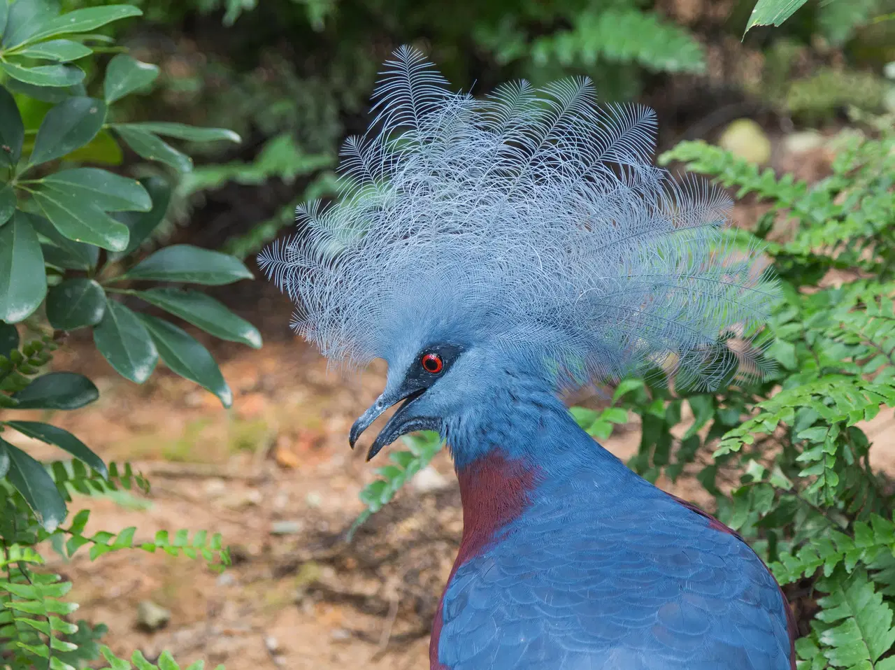 A blue crowned pigeon stands among green leaves.