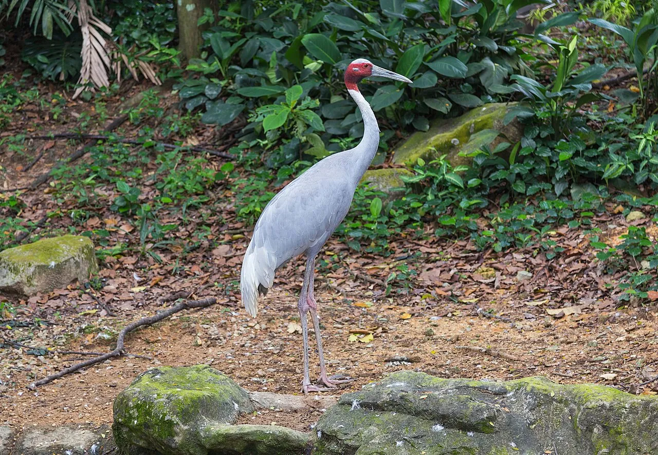 Bird park — Photographed in Singapore
