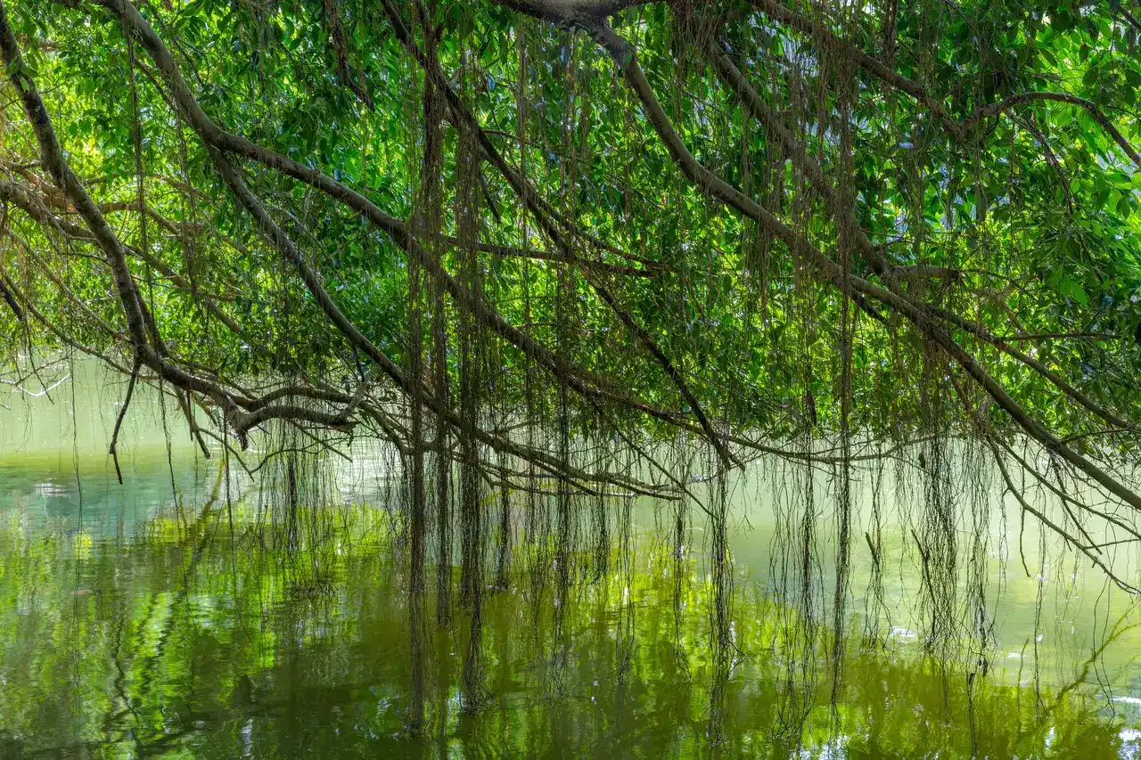Long roots and branches hang above a still pond.