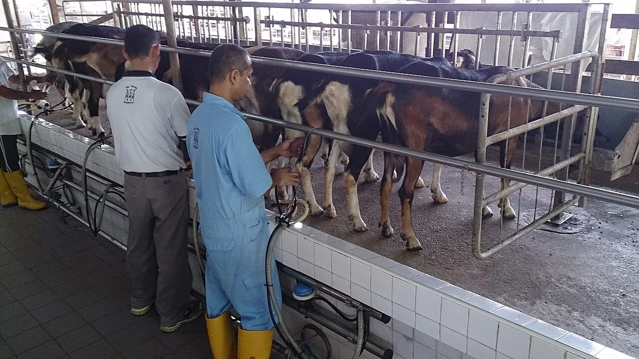 Goat farm — Photographed in Singapore