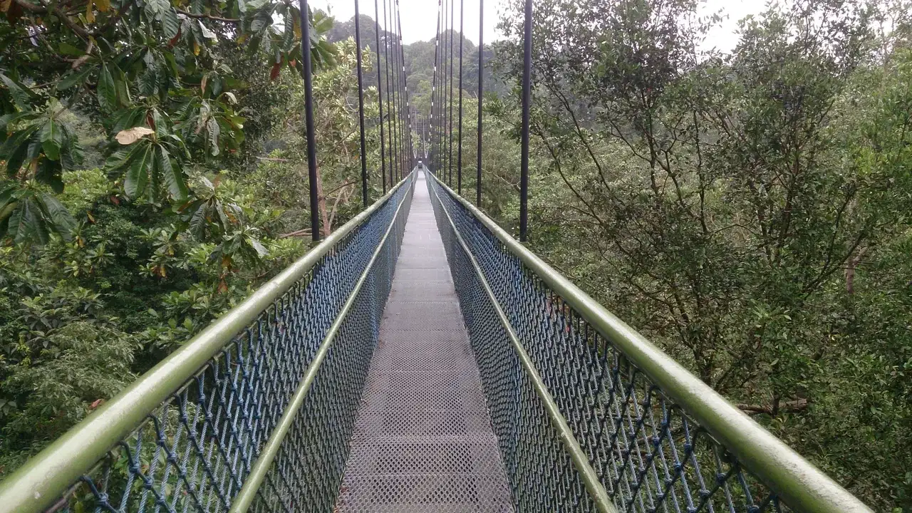 A narrow metal walkway stretches through the forest canopy.