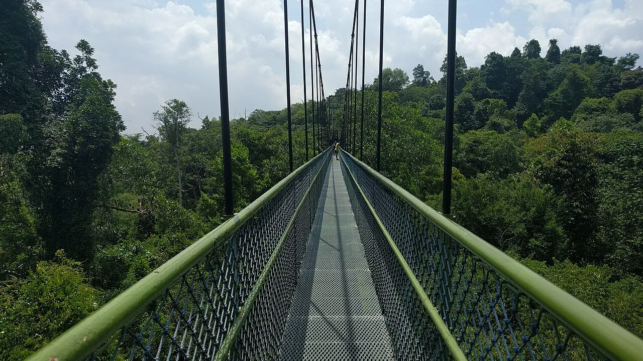 TreeTop Walk — Photographed in Singapore