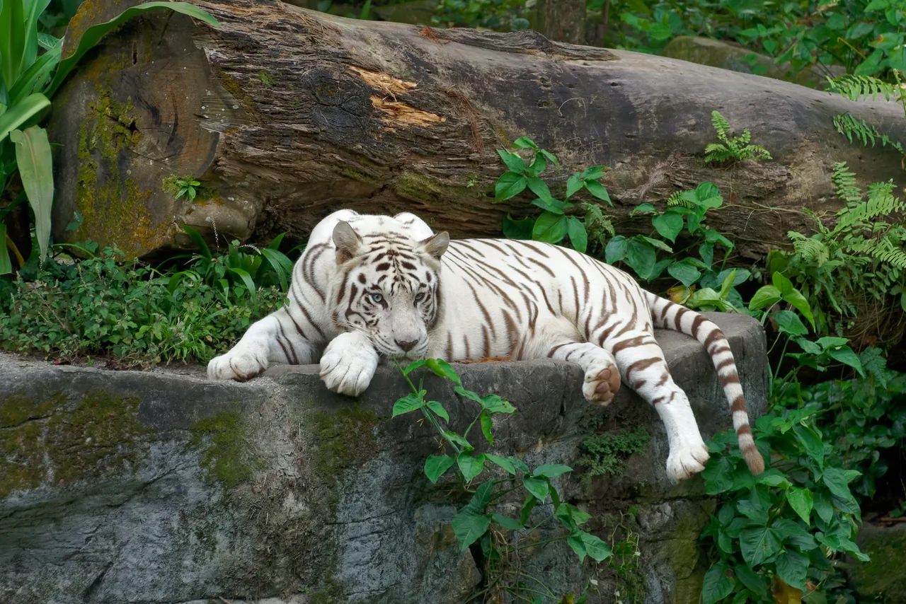 A white tiger walks beside a rocky pool in green foliage.
