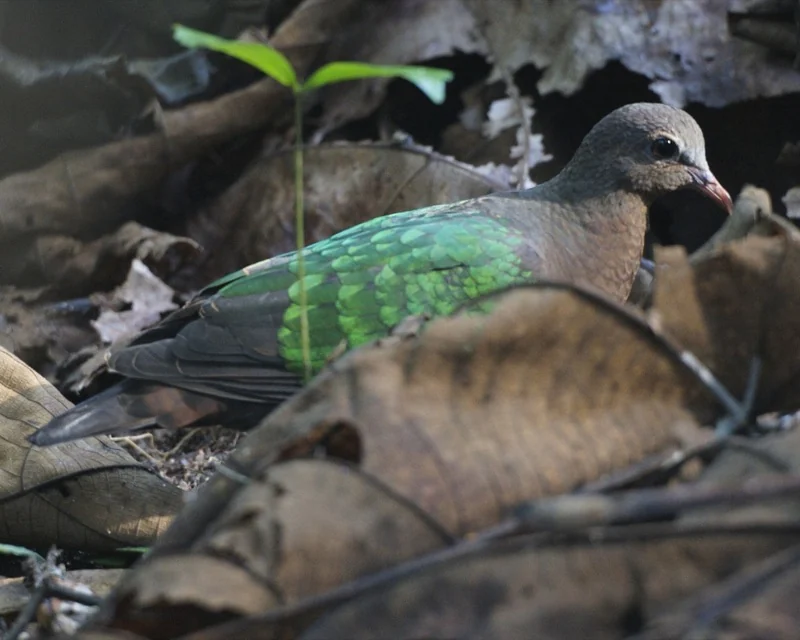 A green-winged dove with a brown head stands among dry brown leaves and twigs on the forest floor.