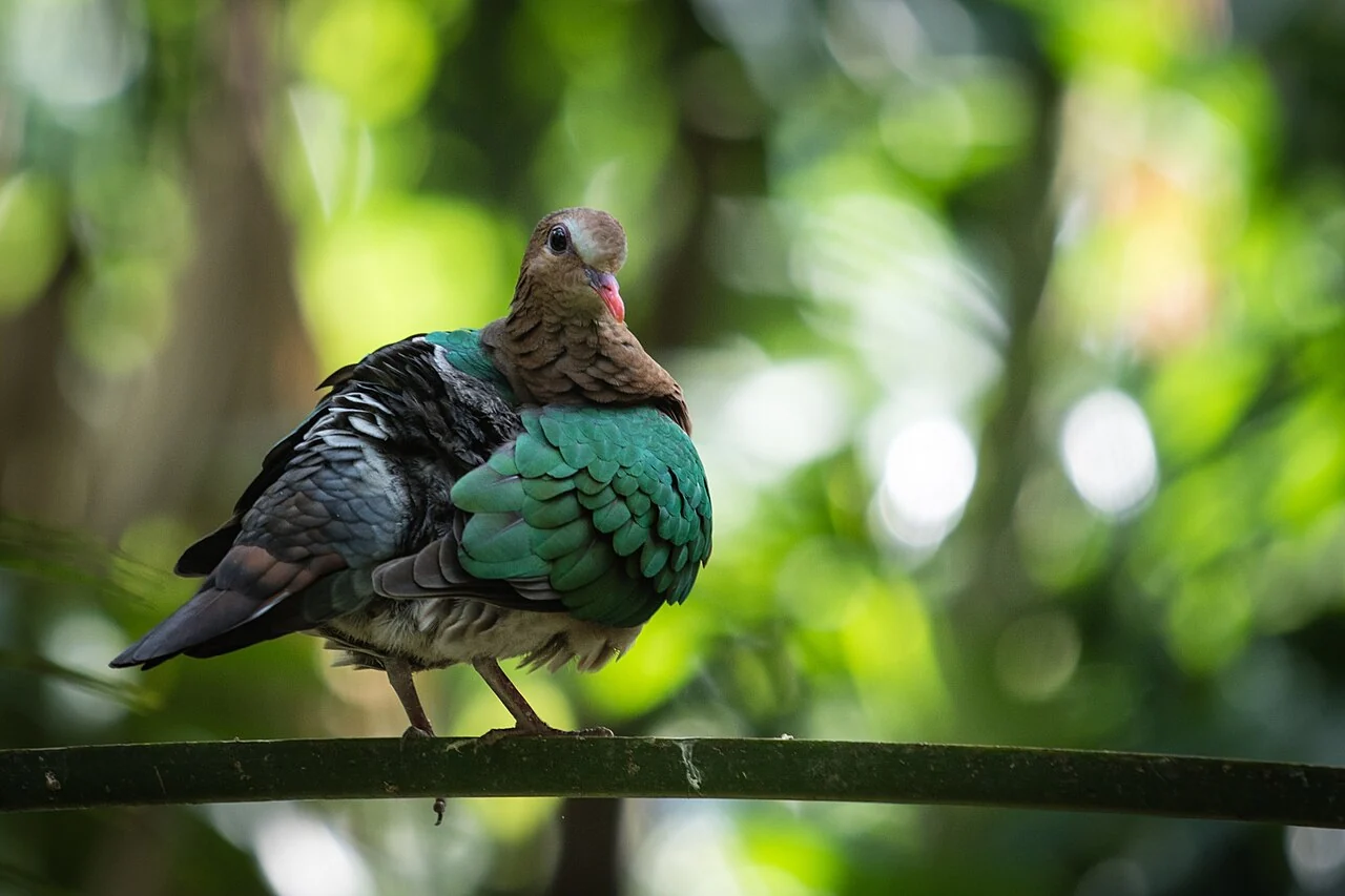 A green-winged dove with a brown head and red beak perches on a dark branch against blurred green leaves.