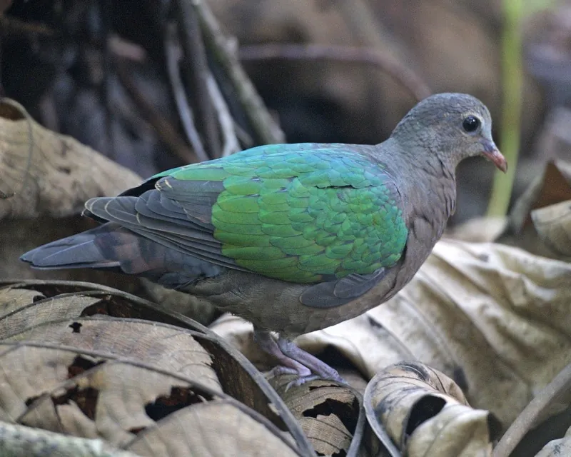 Emerald dove — Photographed in Singapore