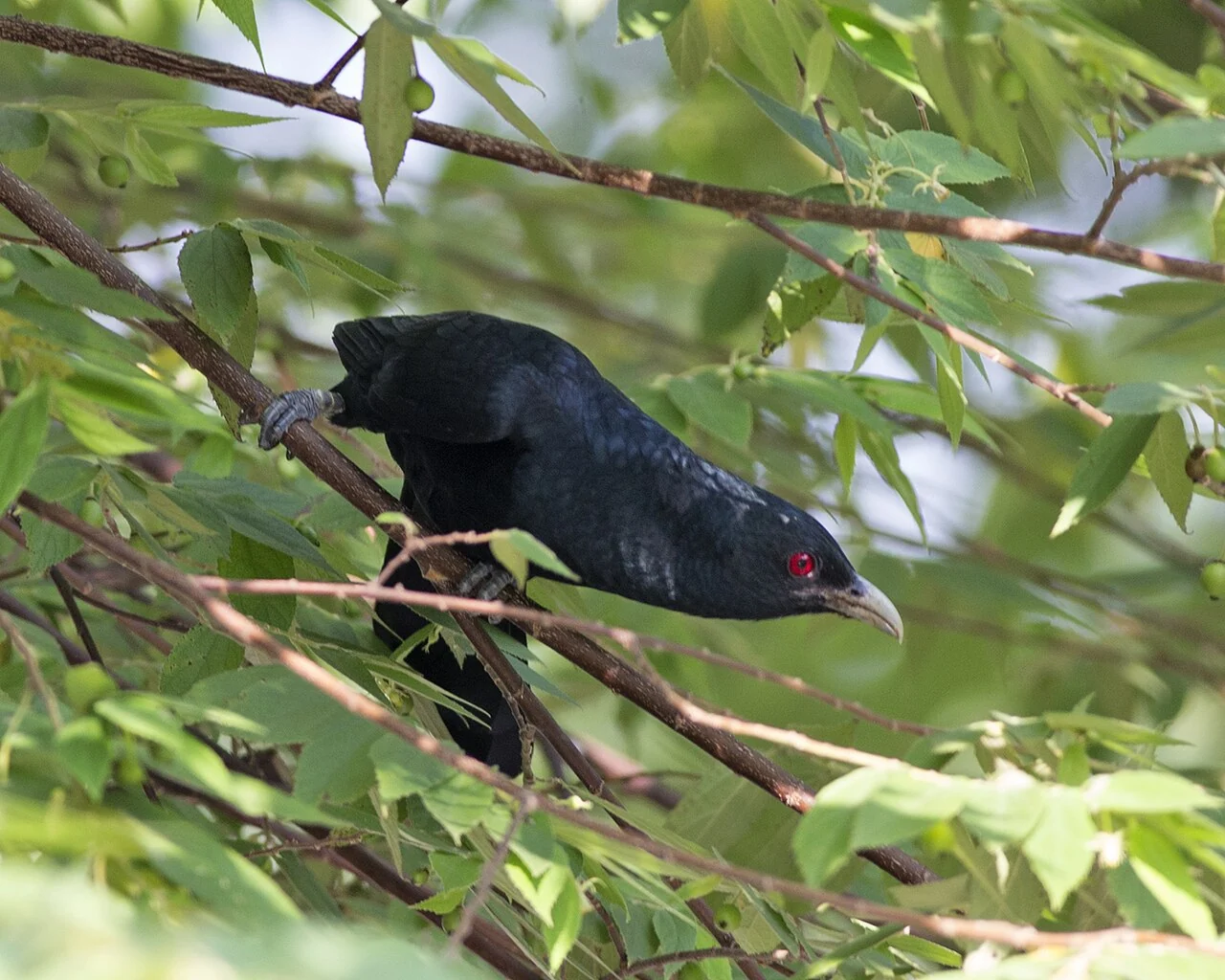 A glossy black bird with a bright red eye and pale beak perches among green leaves and thin branches.
