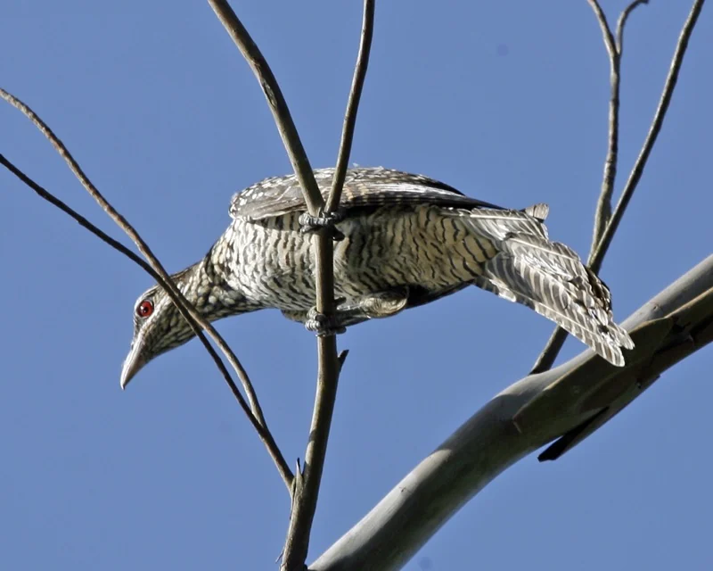 A brown-and-white striped bird with a red eye perches on a bare branch against a clear blue sky.