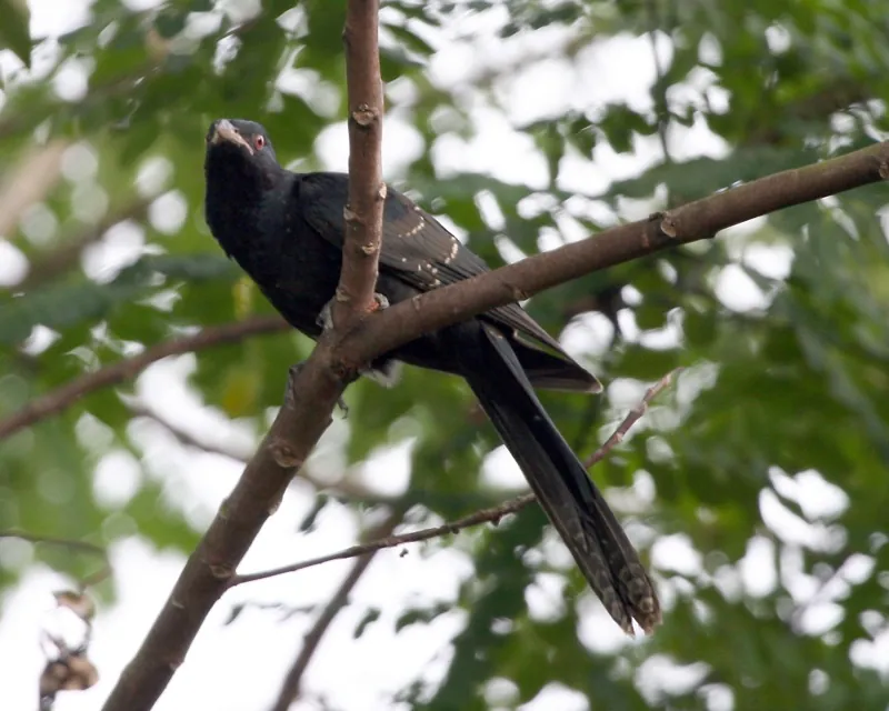 Asian koel — Photographed in Singapore