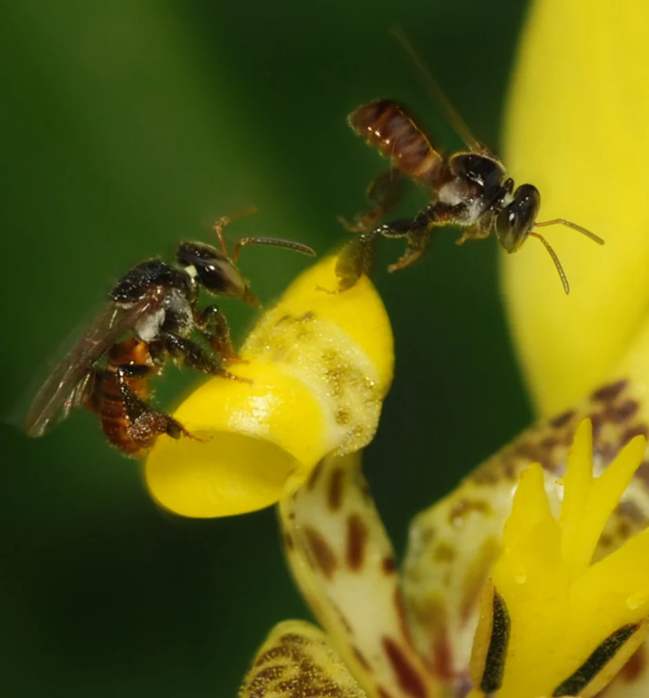 Two small stingless bees with striped bodies stand on a bright yellow flower, one facing the other.