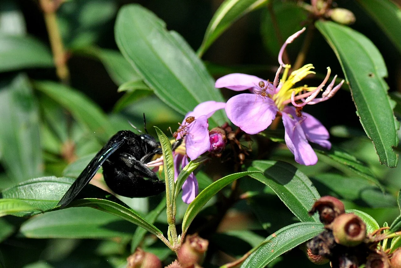 A shiny black carpenter bee rests beside a purple flower with long yellow stamens and green leaves.