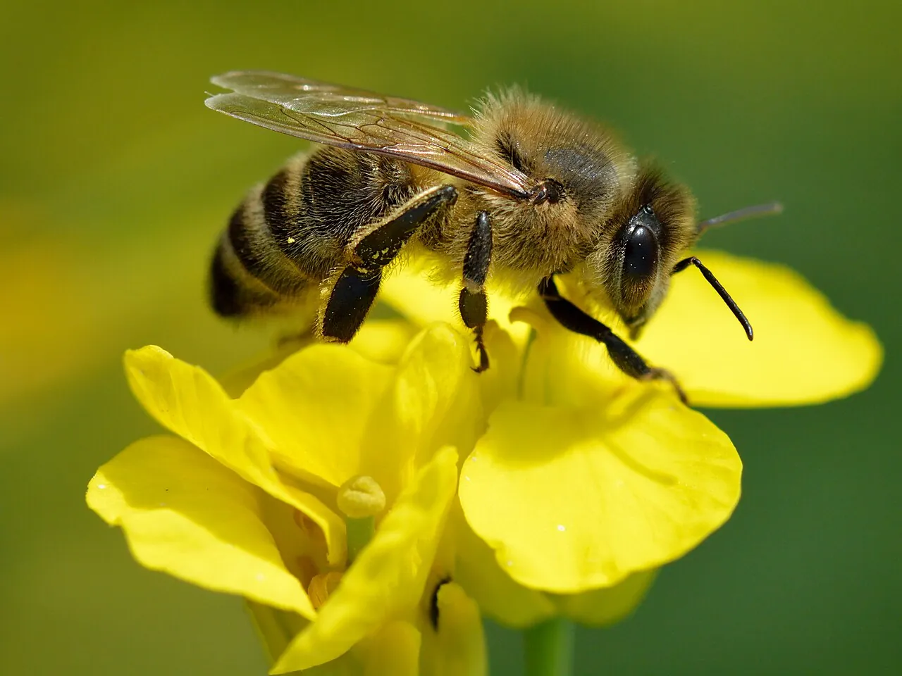 Bee — Photo from Estonia