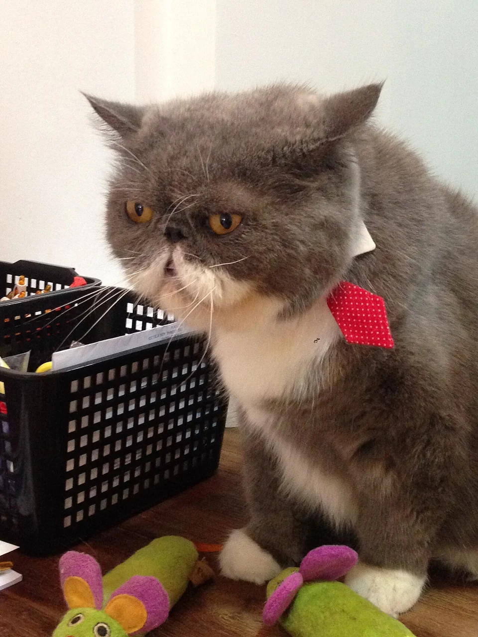 A grey and white cat with amber eyes wears a red polka-dot tie and sits beside a black basket.