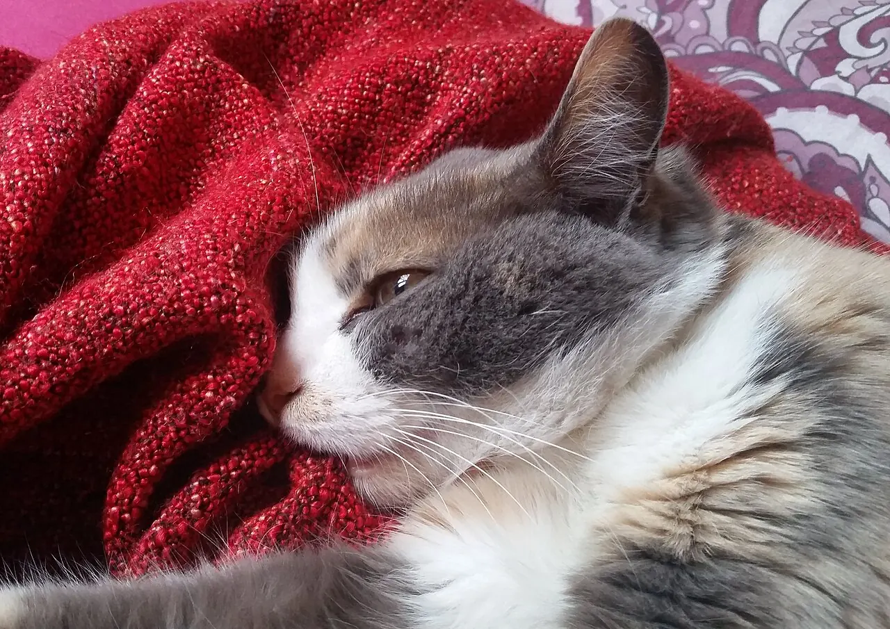 A grey-and-white cat rests its head against a red blanket.