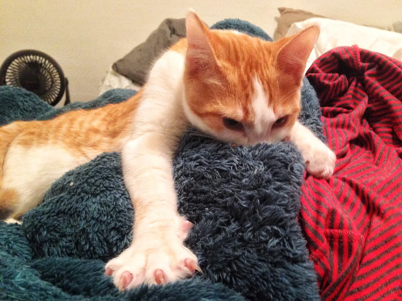 An orange-and-white cat stretches its front paws over a dark blanket.