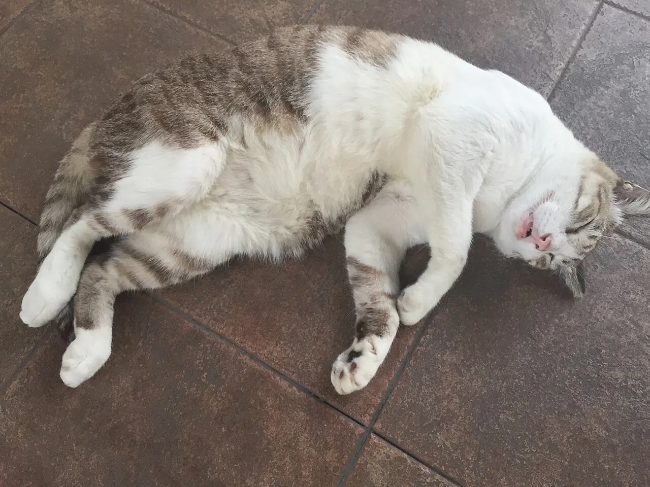 A grey and white cat lies on a tiled floor.