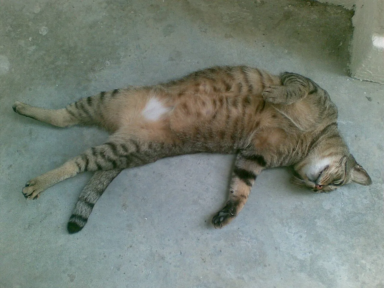 Cat — Photographed in Singapore