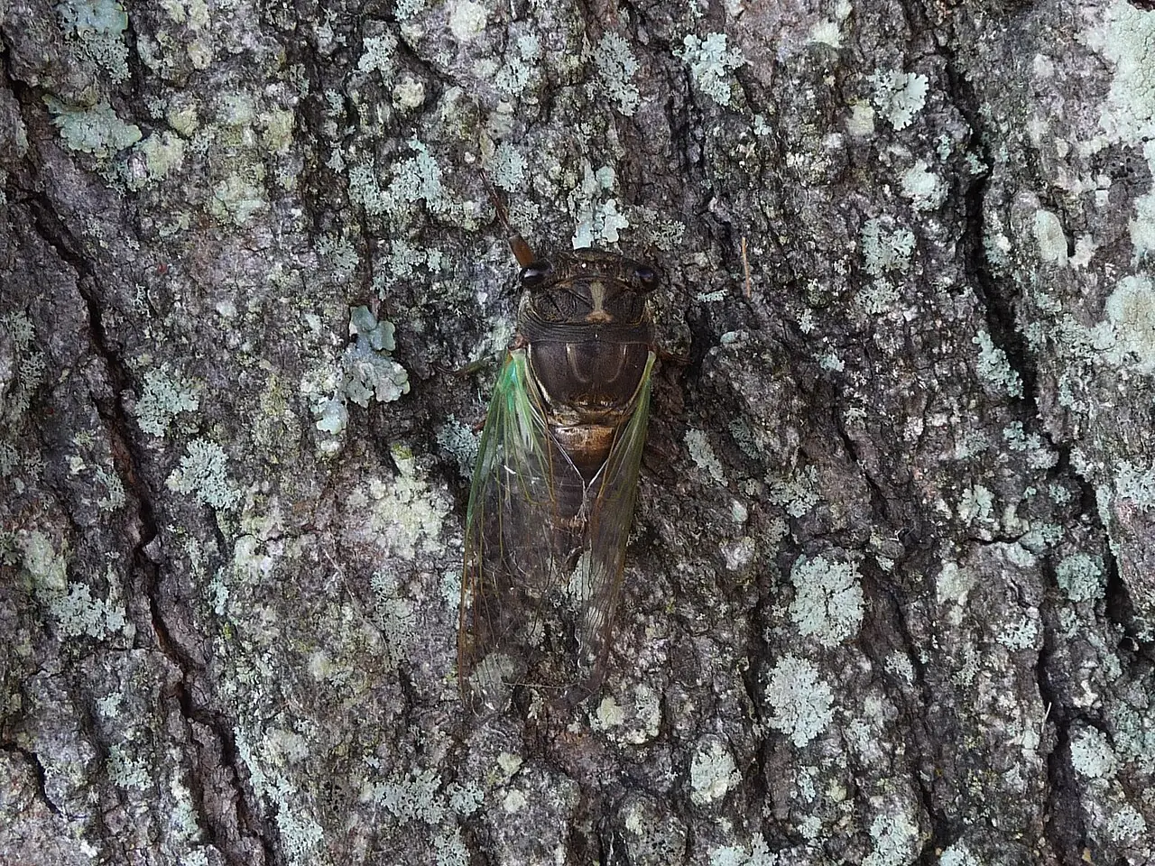 A brown cicada with green veins in its wings rests on rough tree bark with pale patches.