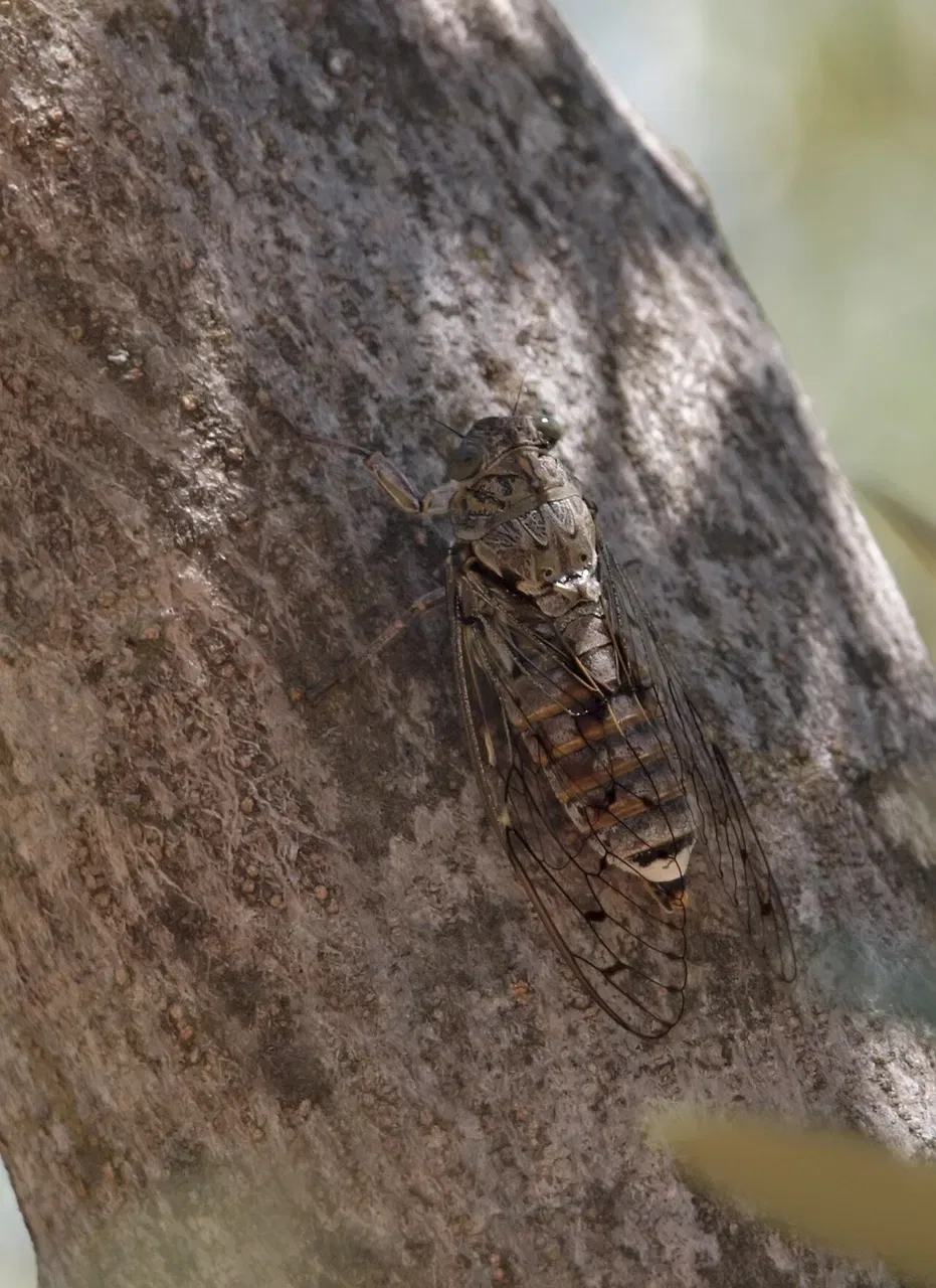 A cicada clings to the rough surface of a tree trunk in a close-up view.