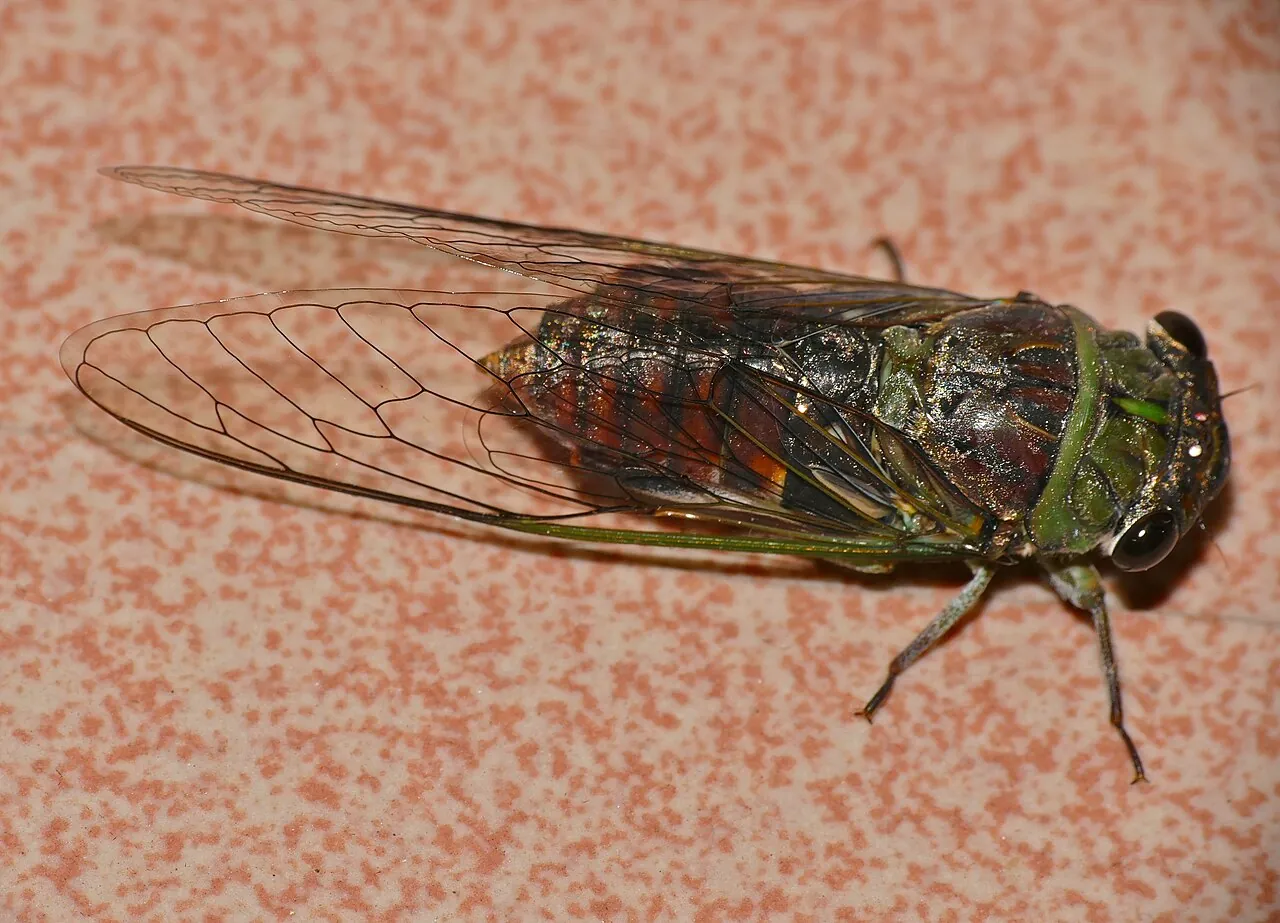 Cicada — Photo from Malaysia
