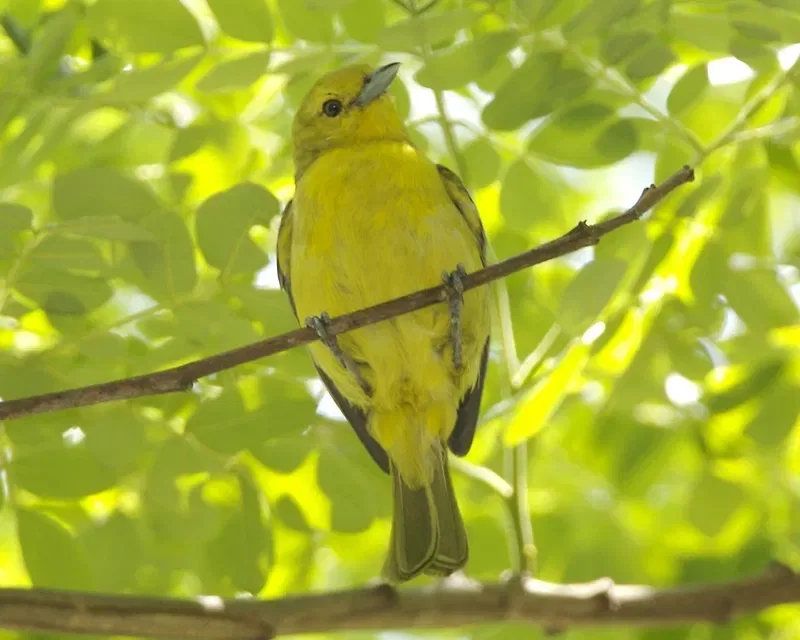 A bright yellow common iora perches on a thin branch among green leaves.