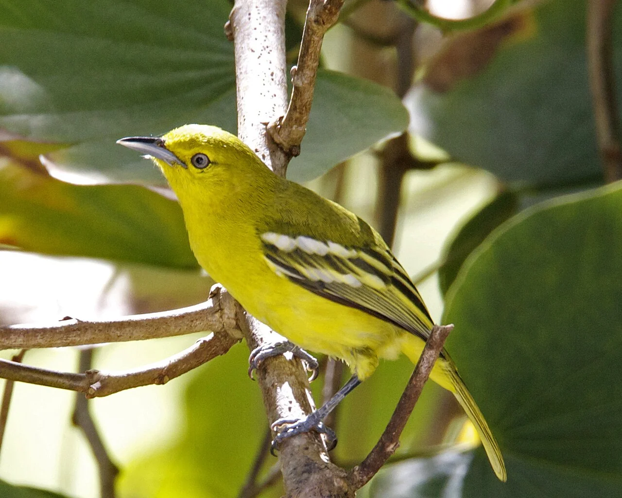 A bright yellow bird with black and white wing feathers stands on a thick branch beside large green leaves.