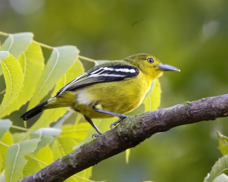 Common iora — Photographed in Singapore