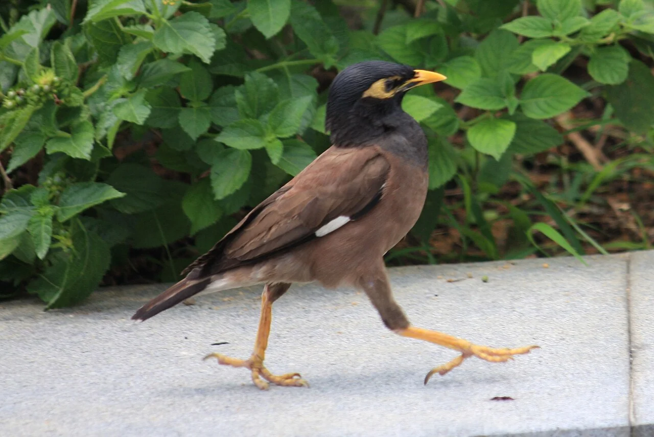 A brown and black bird with a yellow beak and legs walks on a grey stone path near green plants.
