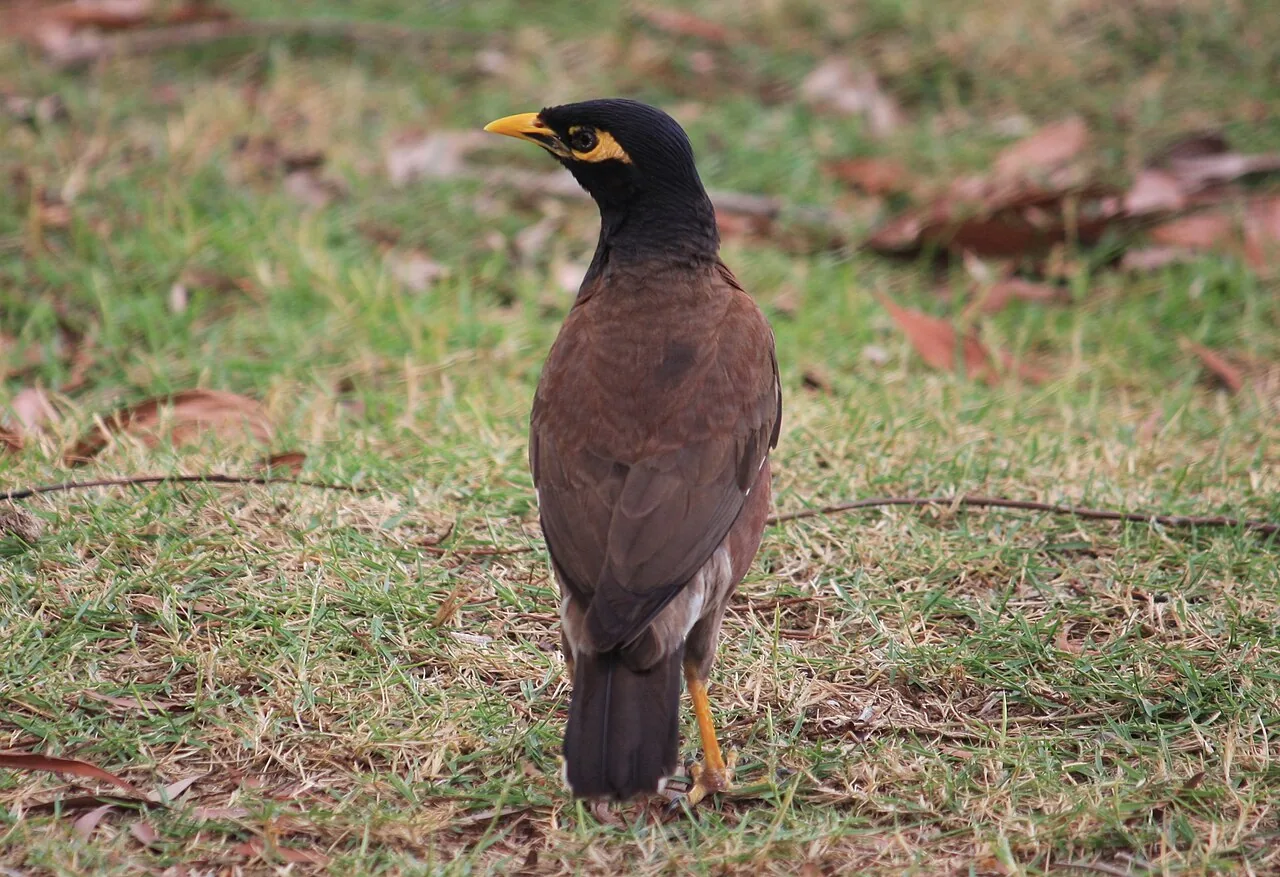 A brown bird with a black head and yellow beak stands on short grass scattered with dry leaves.