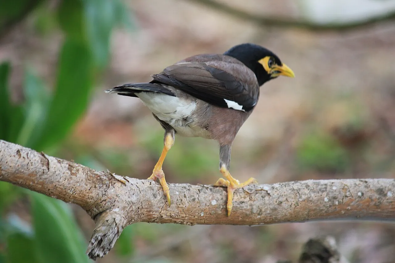 Common myna — Photographed in Singapore